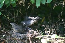 Amsel-10-Tag-2.jpg